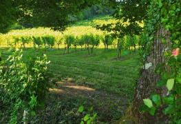 Parcelle de vigne du Château Gayon