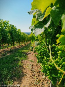 Grappes et rang de vignes - domaine du Château Gayon le 24 juin 2020