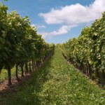 vignes